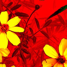 网站攻击软件工具