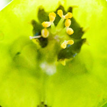 会员网站便捷的DDOS网页端